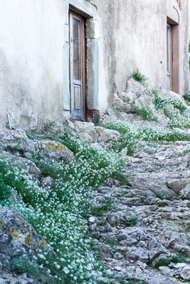 Flowers to Your Door